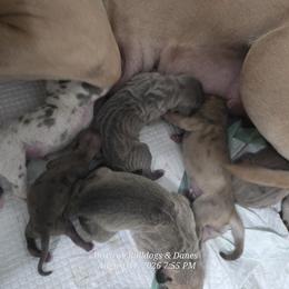 Great Dane puppies from Red Cloud Australian Shepherds and DeGray Great Danes & Bulldogs