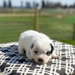 Blue collar - Blue speckled male Australian Cattle Dog puppy in Spokane, Washington from 4D Cattle Dogs