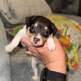 Pup L1 - White black and tan male Toy Fox Terrier puppy in Clermont, Florida from Debbie Hiles's Toy Fox Terriers