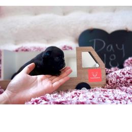 French Bulldog Puppies from FrenchieBnB