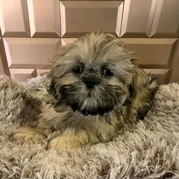 Boy 4 - Sable male Shih Tzu puppy in Bishop, California from Shih Tzu G-ma