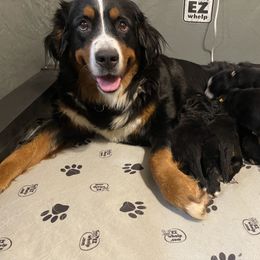 Bernese Mountain Dog Puppies from Hilltop K9