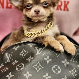 Chihuahua and Shih Tzu Puppies from Cuties 4 You