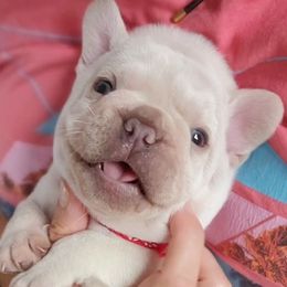 French Bulldog Puppies from Frenchie D'lite