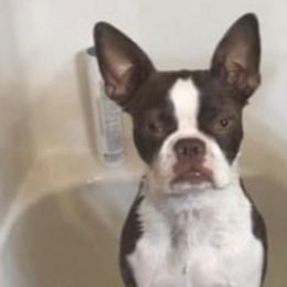 Boston Terriers from Riggy’s House