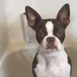 Boston Terriers from Riggy’s House