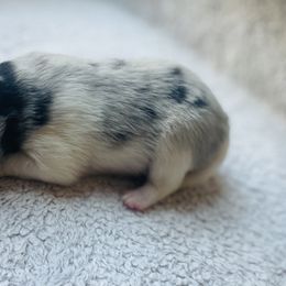 Flake - Merle Pomsky puppy in Greenville, South Carolina from Thicketty Mountain Pomskies
