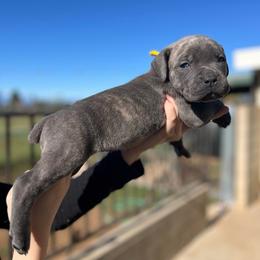 Spanky-yellow - Brindle male Companion Cross puppy in Calimesa, California from Teakwoodpoodleofsocal