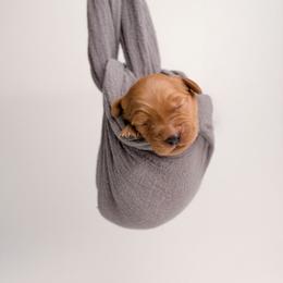 Boy 1 - male Golden Retriever puppy in Buhl, Idaho from Atkinson's Goldens