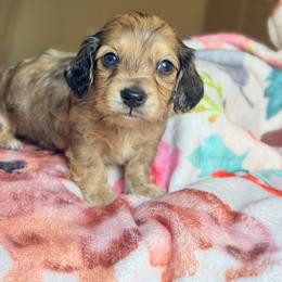 Sampson - Cream male Dachshund puppy in Hornbeck, Louisiana from A&Z Mini Dachshunds