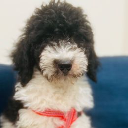 Green ribbon - Bernedoodle puppy from Bella Ridge Farms & Dapper Doodles
