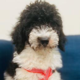 Green ribbon - Bernedoodle puppy from Bella Ridge Farms & Dapper Doodles