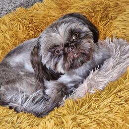 Enzley - Shih Tzu