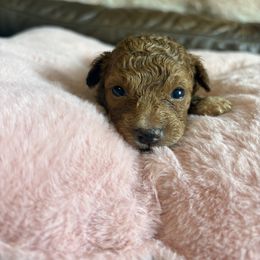 Destiny Grace - Red  female Poodle puppy in Utica, Ohio from Poodle Me Crazy