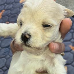 Raven - Cream female Maltipoo puppy in Brooksville, Florida from DeVall Maltipoos