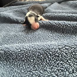 Black boy 2 - Black & white male Australian Shepherd puppy in Ellston, Iowa from Chania's Australian Shepherds