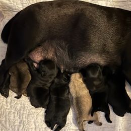 Pugs from NW Pugs