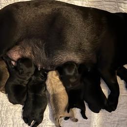 Pugs from NW Pugs