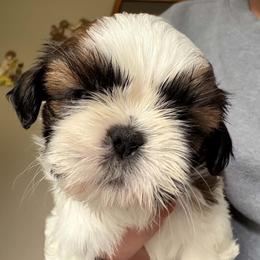 Prince - Gold and white male Shih Tzu puppy in Redmond, Oregon from Jazzie Shih Tzu