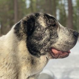 Central Asian Shepherd Dog All Grown Up from Alabaivalley