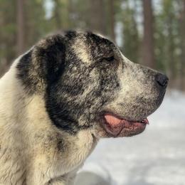 Central Asian Shepherd Dog All Grown Up from Alabaivalley