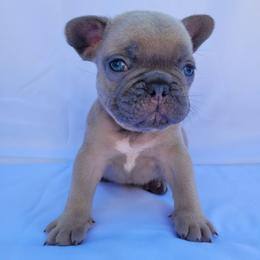 Ash (Boy 2) - Blue fawn male French Bulldog puppy in Neosho, Missouri from Norris Frenchies