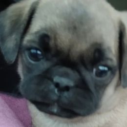 Dachshunds, French Bulldogs, Pugs, and Rottweilers from Rott'N'Frenchies