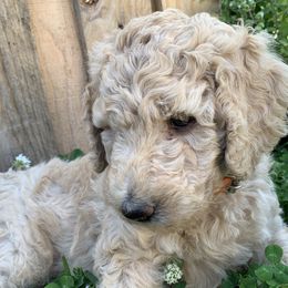 Juliet - Poodle puppy in Morrison, Tennessee from Country Road Homestead