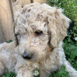 Juliet - Poodle puppy in Morrison, Tennessee from Country Road Homestead