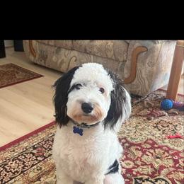 Bernedoodle Puppies from NLB Mini Bernedoodles