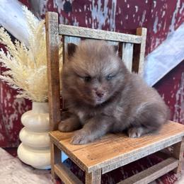 Kason - Chocolate male Pomsky puppy in Bucyrus, Missouri from Hill Top Pomskies