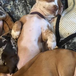 Dachshund Puppies from Witchy Woman’s Wiener’s