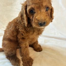Rabbit - Red and white male Cockapoo puppy in Adrian, Oregon from ApplebyFarm