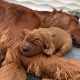 Blue boy - Chestnut male Irish Setter puppy in West Haven, Utah from McClellan Setters