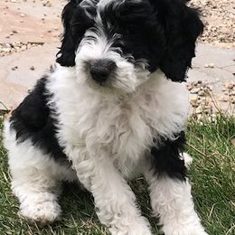 Bernedoodles and Goldendoodles from P&P Pups