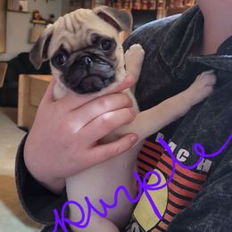 Purple collar - Fawn female Pug puppy in Brush Prairie, Washington from Paradise Peaks
