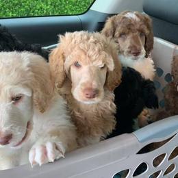 Poodles from Music City Poodles