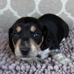 Piddles Boy - Black and cream male Dachshund puppy in Joshua Tree, California from Desert Dreams Ranch