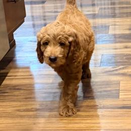 Kona - Red  male Goldendoodle puppy in Anthem/Phoenix, Arizona from Ironwood Doodles