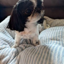 Snoopy - Black and white male Shih Tzu puppy in West Pawlet, Vermont from Morgan's Shih Tzus
