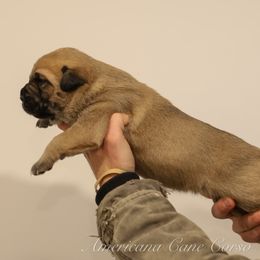 Girl 4 - Fawn female Cane Corso puppy in Cable, Ohio from Americana Cane Corso