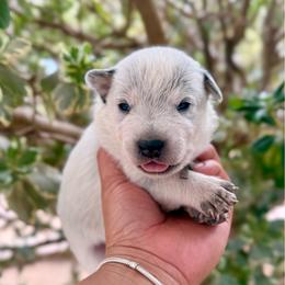 Gabe - Blue male Australian Cattle Dog puppy in Sahuarita, Arizona from A2 Australian Cattle Dogs