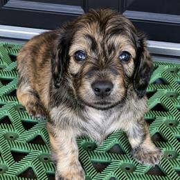 Husk AKC Cream Brindle dapple longhaired mini dachshund - Dapple male Dachshund puppy in Las Cruces, New Mexico from The Dachshund Den