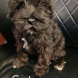 Sid - Black male Miniature Schnauzer puppy in Midland, Texas from Shebbies Puppy Palace