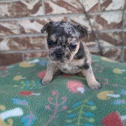 Lily - Tricolors female French Bulldog puppy in Houston, Missouri from Pistol Creek Puppies