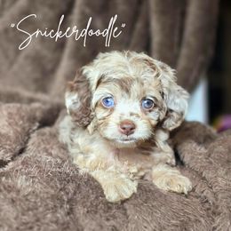 Snickerdoodle - Merle female Cockapoo puppy in Cleveland, Georgia from Jam's Doodles And Poodles