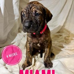 Miami - Brindle female Great Dane puppy in Columbus, Ohio from Von Schaaf Haus DuPree