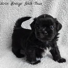 Shih Tzu Puppies from Beirin Breige Shih Tzus