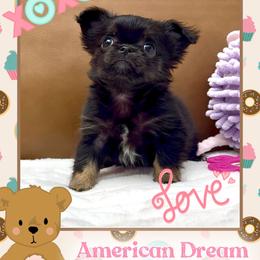 Stormy - Black and tan female Chihuahua puppy in North Dakota from American Dream Chihuahua’s