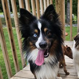 Cody - Miniature Australian Shepherd